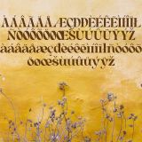 Cehua – Elegant Serif Font